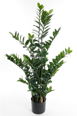 Zamifolia 130 cm.